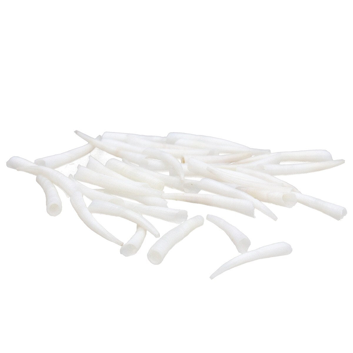Dentalium